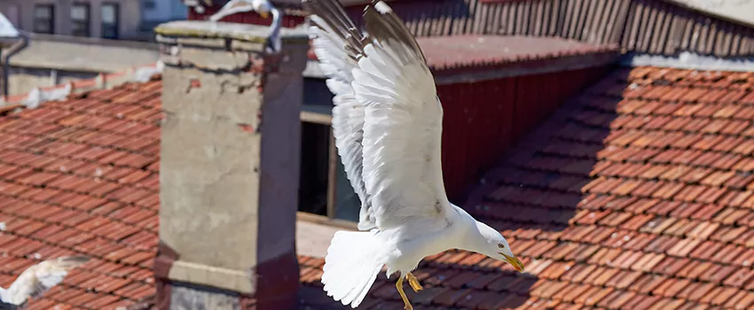 Residential Chimney Animal Removal Solution in Albemarle, NC