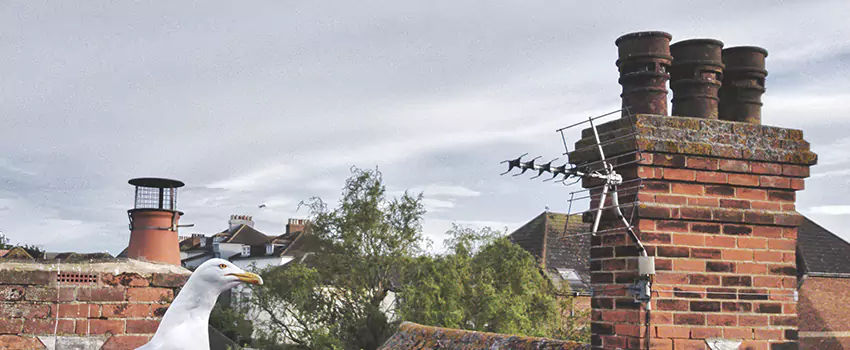 Chimney Cleaning And Restoration in Albemarle, North Carolina